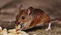 24 Hour & Emergency Exterminators in Williamston, SC